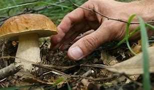 Raccolta funghi 2025